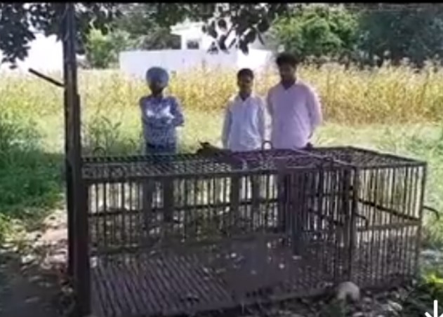 गांव बारन में तेंदुआ घुसने से लोगों में दहशत, दो कुत्तों की मौत